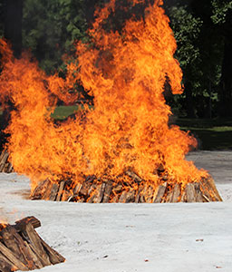 evening-lobster evening-lobster